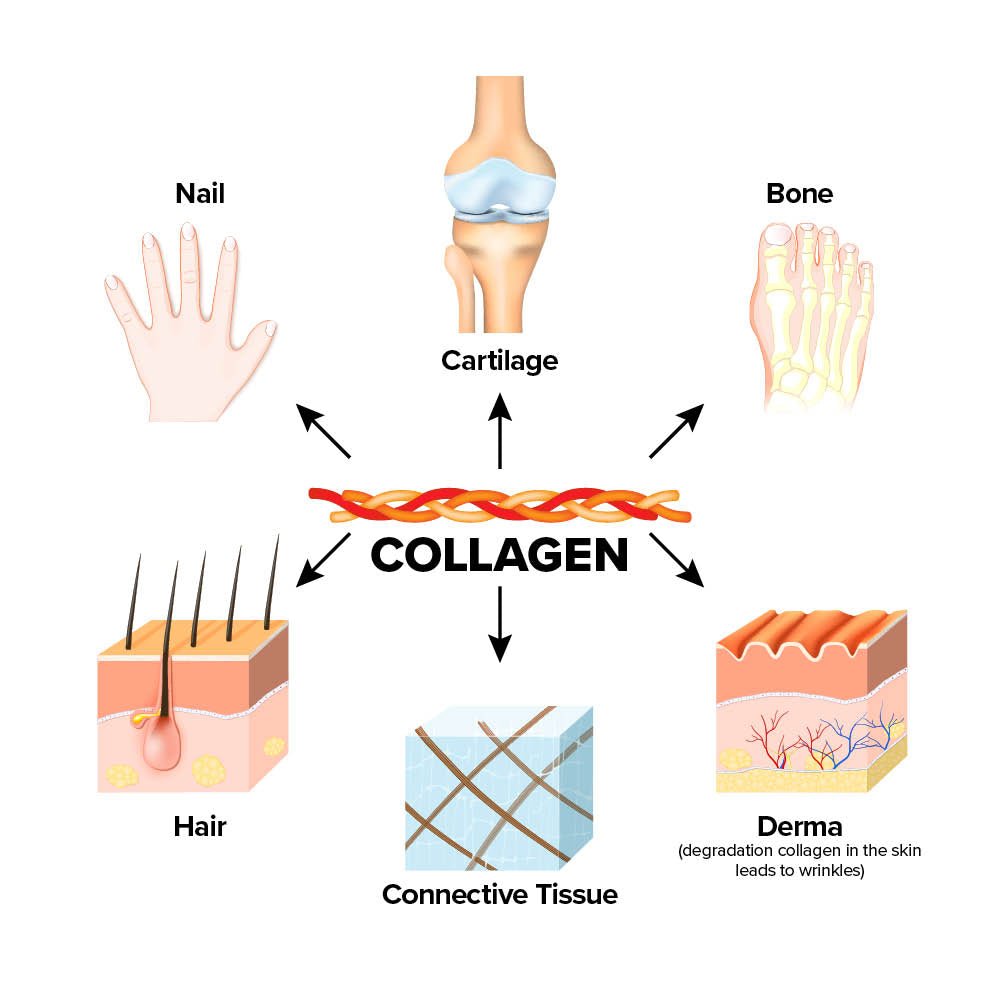 Colagen Activ cu Cyactiv, Acid Hialuronic plus Vitamine si Minerale - Cerule - 30 portii - Protein4Life