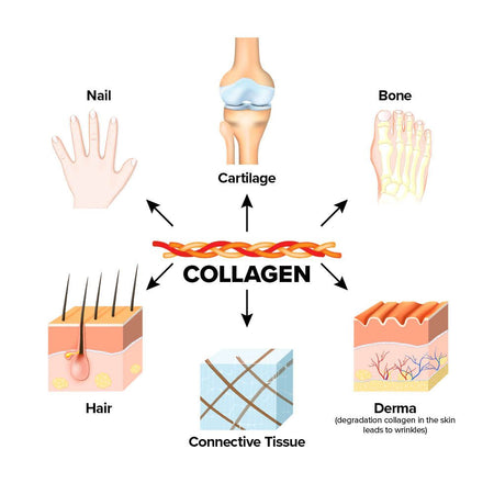 Colagen Activ cu Cyactiv, Acid Hialuronic plus Vitamine si Minerale - Cerule - 30 portii - Protein4Life
