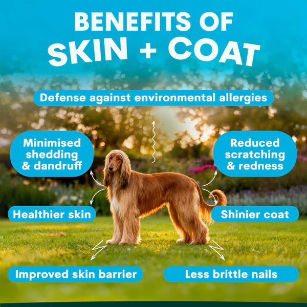 Supliment pentru Piele si Blana Sanatoasa la Caini - Skin + Coat pentru Piele Sensibila si Blana Stralucitoare - PetzPark Australia - 90 grame - Protein4Life